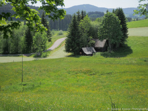 Das Foto zeigt ein Häuschen in einer kleinen Baumgruppe