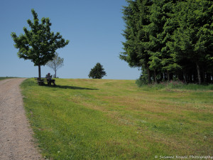 Das Foto zeigt eine Sitzbank unter einem Baum direkt am Wegesrand.