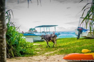 Seenigama-Cow-at-Beach